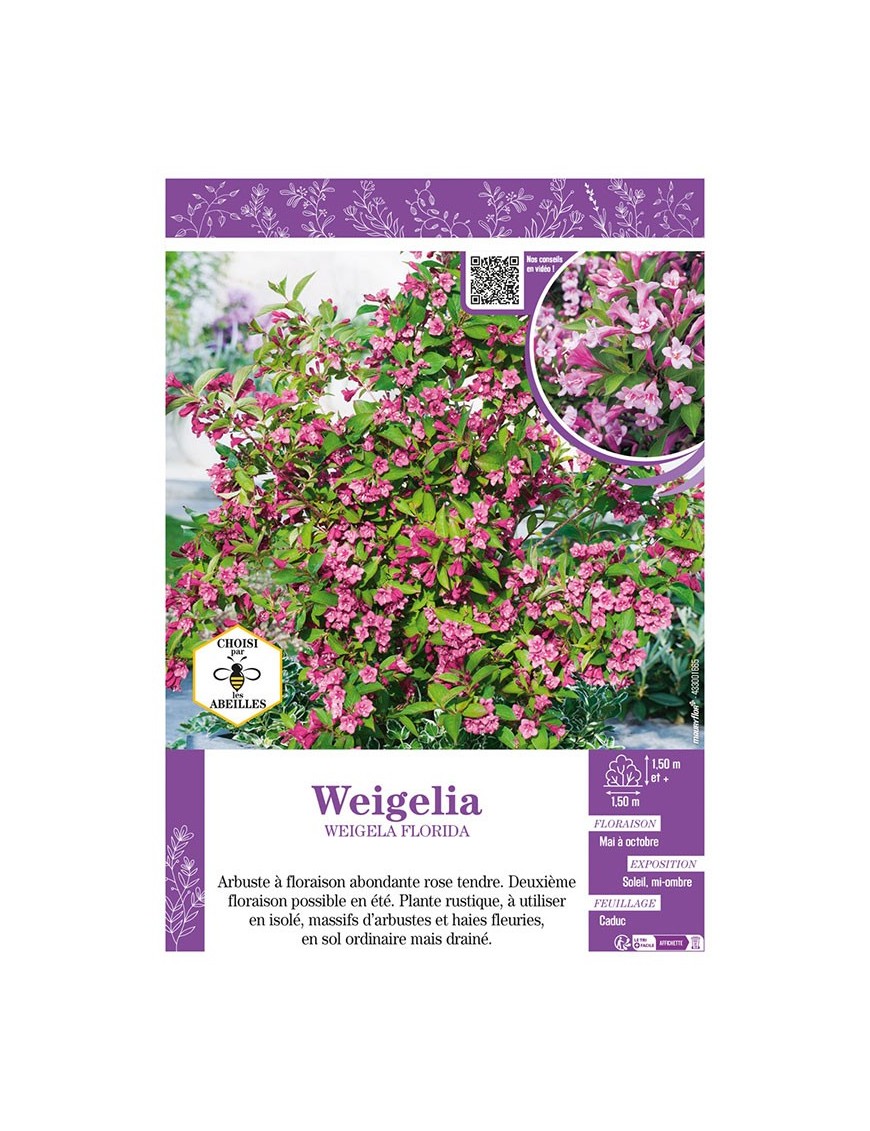 WEIGELIA FLORIDA (rose)