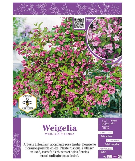WEIGELIA FLORIDA (rose)