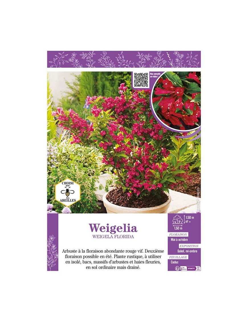 WEIGELIA FLORIDA (rouge)