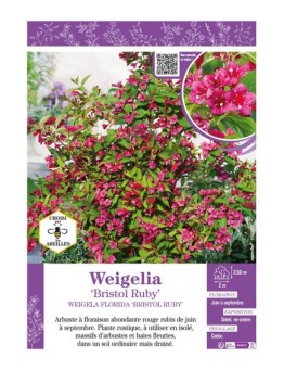 WEIGELA FLORIDA BRISTOL RUBY
