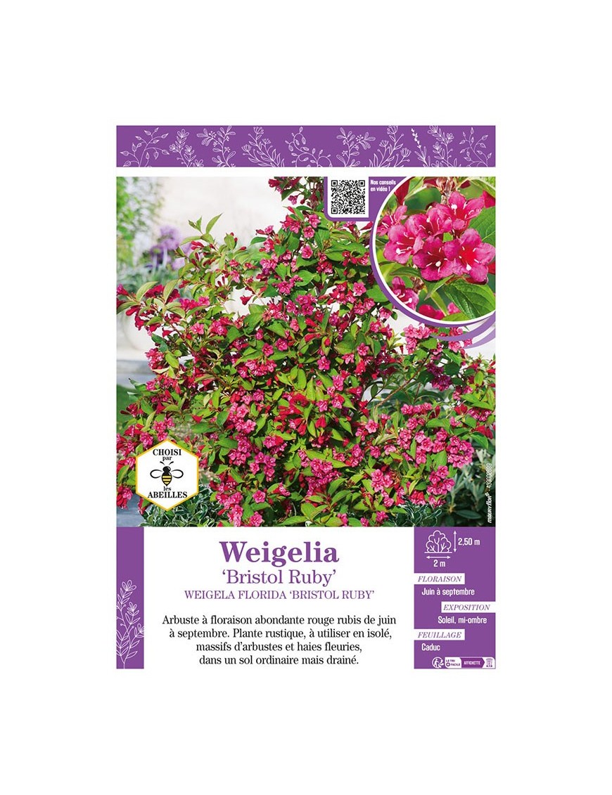 WEIGELA FLORIDA BRISTOL RUBY
