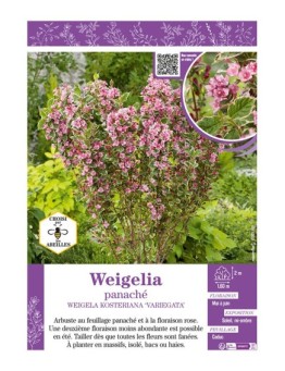 WEIGELIA PANACHÉ