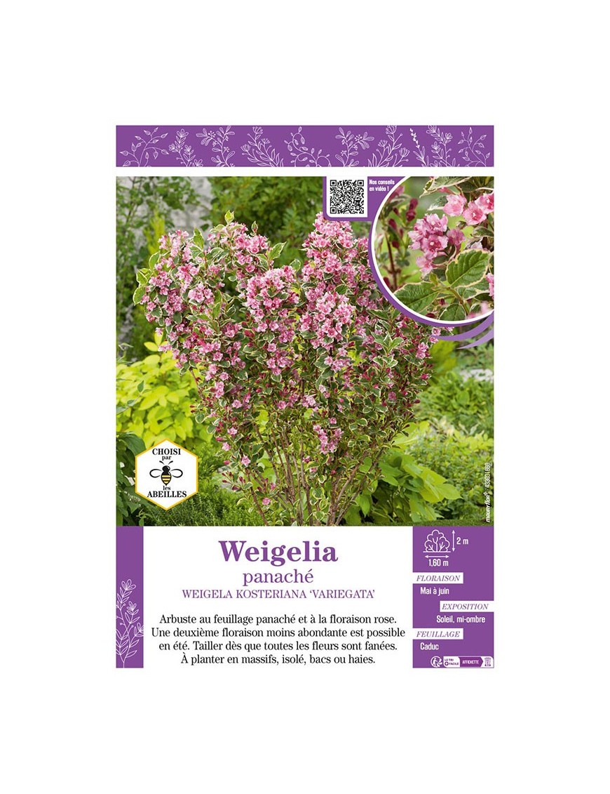 WEIGELIA PANACHÉ