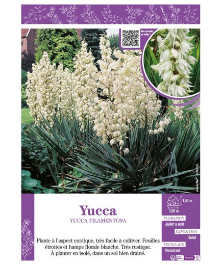 YUCCA FILAMENTOSA