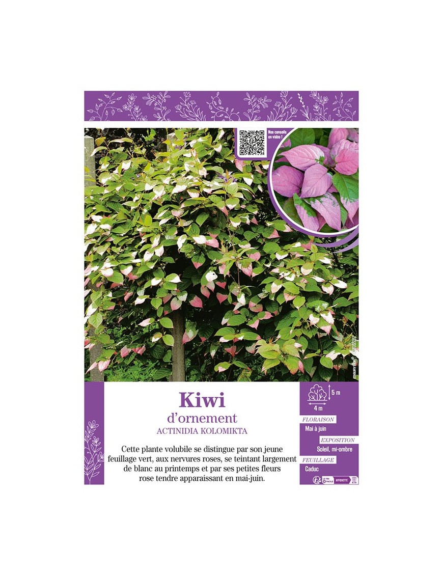 ACTINIDIA KOLOMIKTA voir KIWI D'ORNEMENT