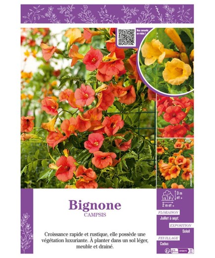 CAMPSIS (varié) voir BIGNONE