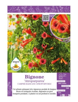 CAMPSIS RADICANS ATROPURPUREA voir BIGNONE