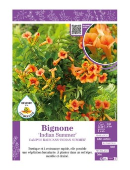 CAMPSIS RADICANS INDIAN SUMMER voir BIGNONE