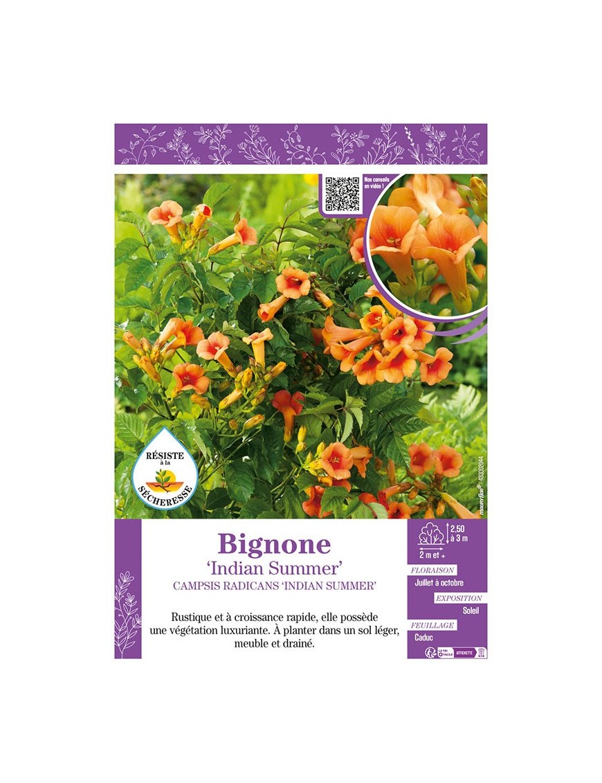CAMPSIS RADICANS INDIAN SUMMER voir BIGNONE