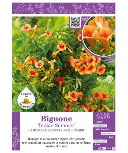 CAMPSIS RADICANS INDIAN SUMMER voir BIGNONE
