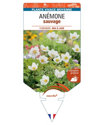ANEMONE sylvestris voir Anémone sauvage