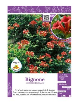 CAMPSIS RADICANS voir BIGNONE