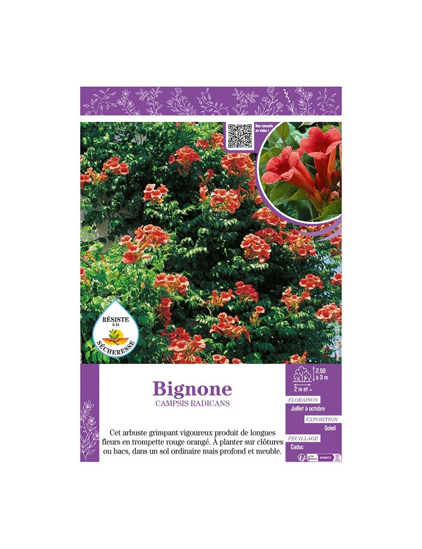 CAMPSIS RADICANS voir BIGNONE