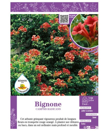 CAMPSIS RADICANS voir BIGNONE