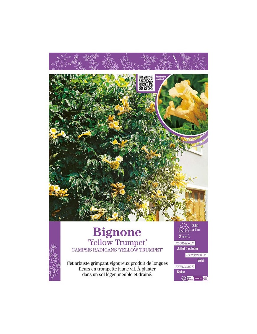 CAMPSIS RADICANS YELLOW TRUMPET voir BIGNONE