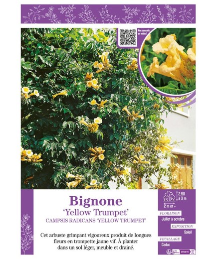 CAMPSIS RADICANS YELLOW TRUMPET voir BIGNONE