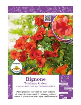 CAMPSIS TAGLIABUANA MADAME GALEN voir BIGNONE