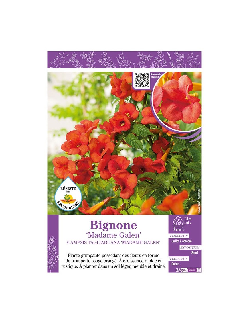 CAMPSIS TAGLIABUANA MADAME GALEN voir BIGNONE