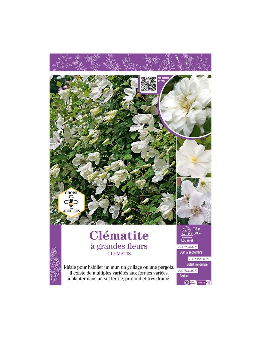 CLÉMATITE À GRANDES FLEURS (blanche)