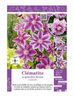 CLÉMATITE À GRANDES FLEURS (rose)
