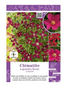 CLÉMATITE À GRANDES FLEURS (rouge)
