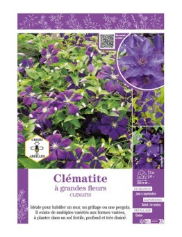 CLÉMATITE À GRANDES FLEURS (violet)