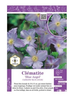 CLÉMATITE BLUE ANGEL