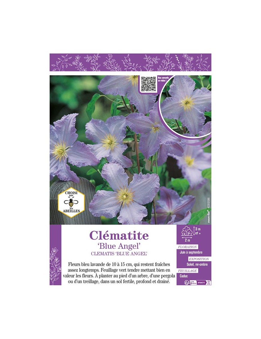 CLÉMATITE BLUE ANGEL