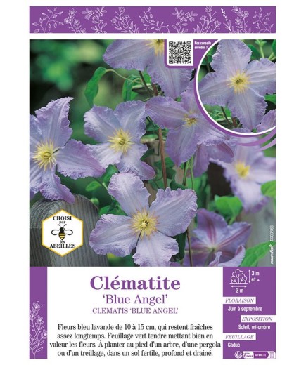 CLÉMATITE BLUE ANGEL