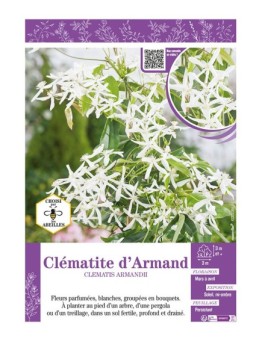 CLÉMATITE D'ARMAND
