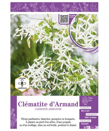 CLÉMATITE D'ARMAND
