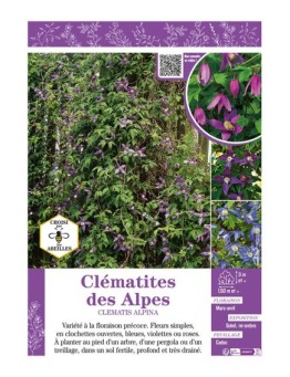 CLÉMATITE DES ALPES