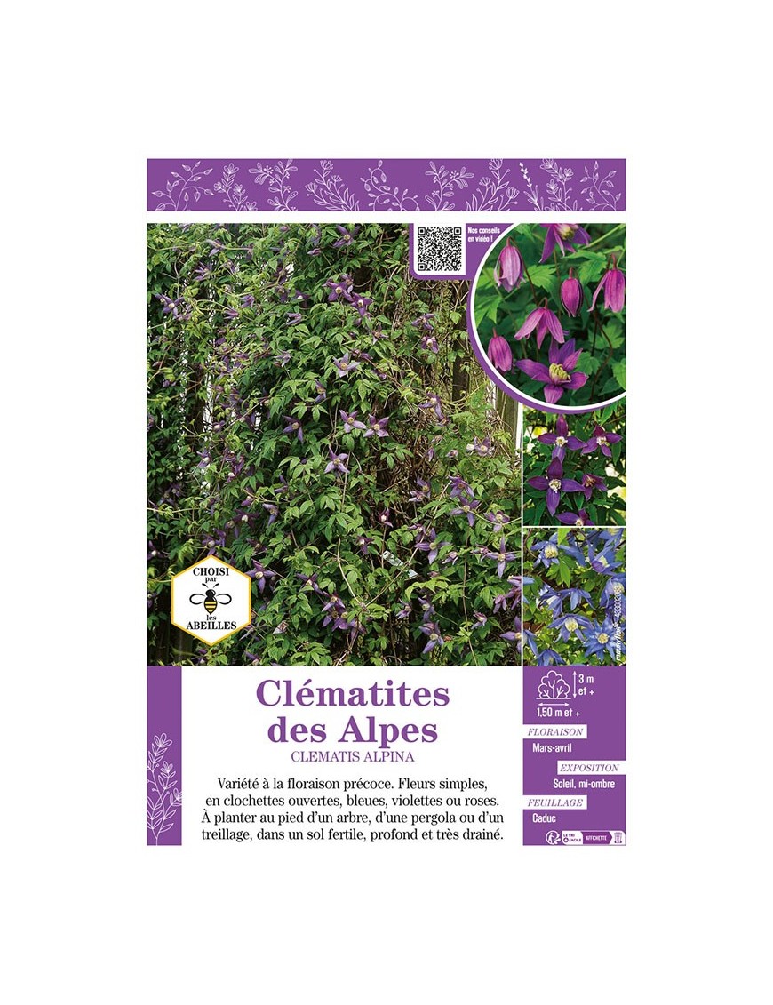 CLÉMATITE DES ALPES