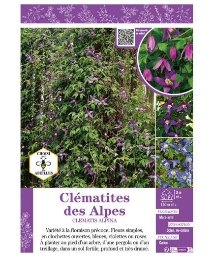 CLÉMATITE DES ALPES