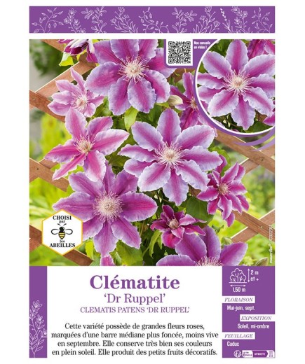 CLÉMATITE Dr RUPPEL