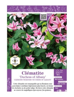 CLÉMATITE DUCHESS OF ALBANY