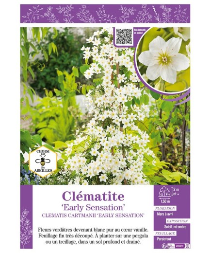CLÉMATITE EARLY SENSATION