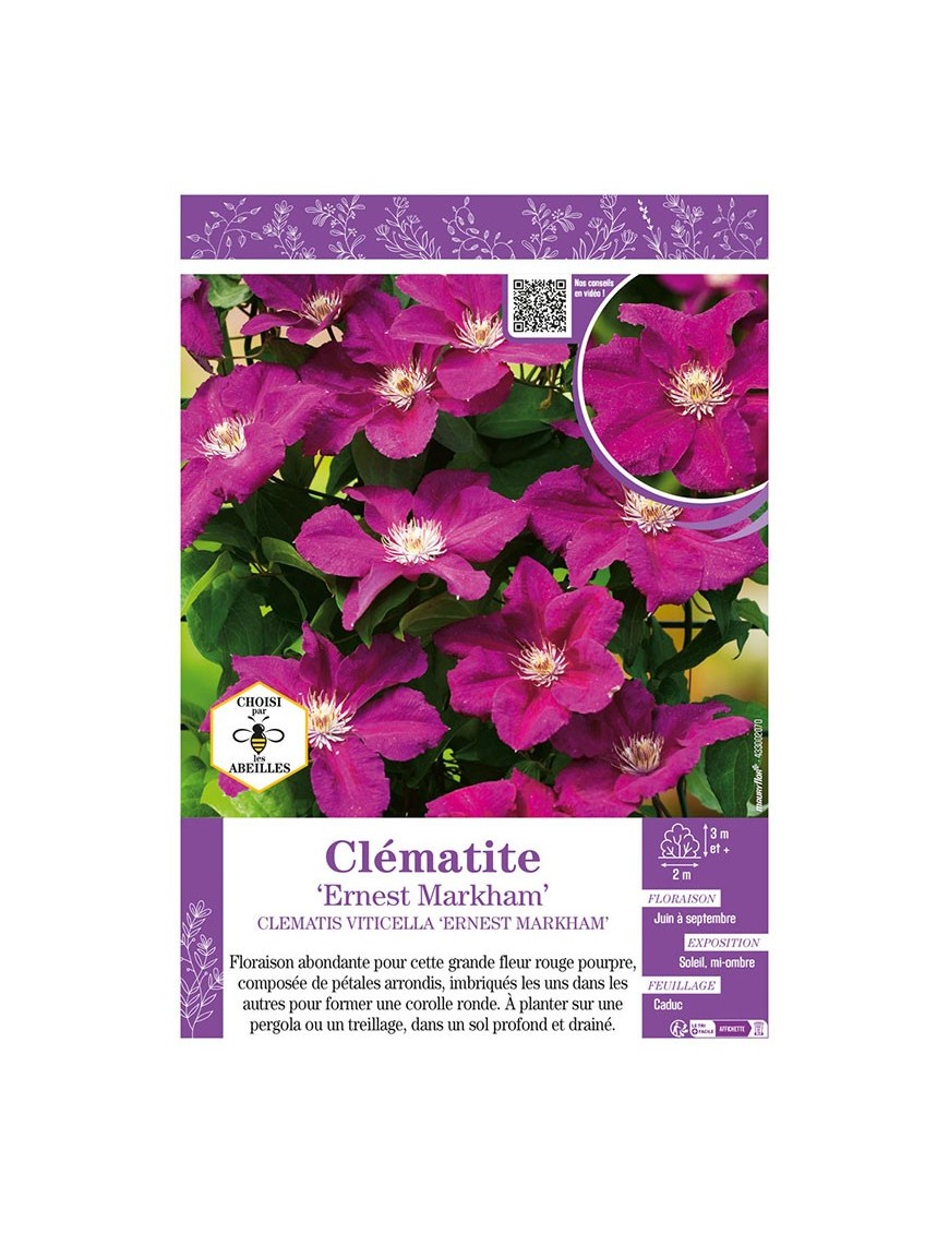 CLÉMATITE ERNEST MARKHAM