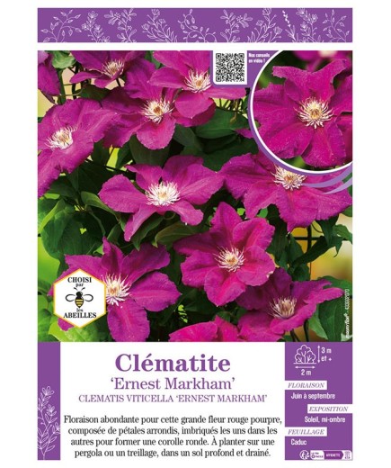 CLÉMATITE ERNEST MARKHAM