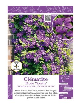 CLÉMATITE ÉTOILE VIOLETTE