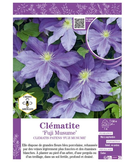 CLÉMATITE FUJI MUSUME