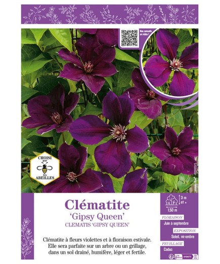 CLÉMATITE GIPSY QUEEN