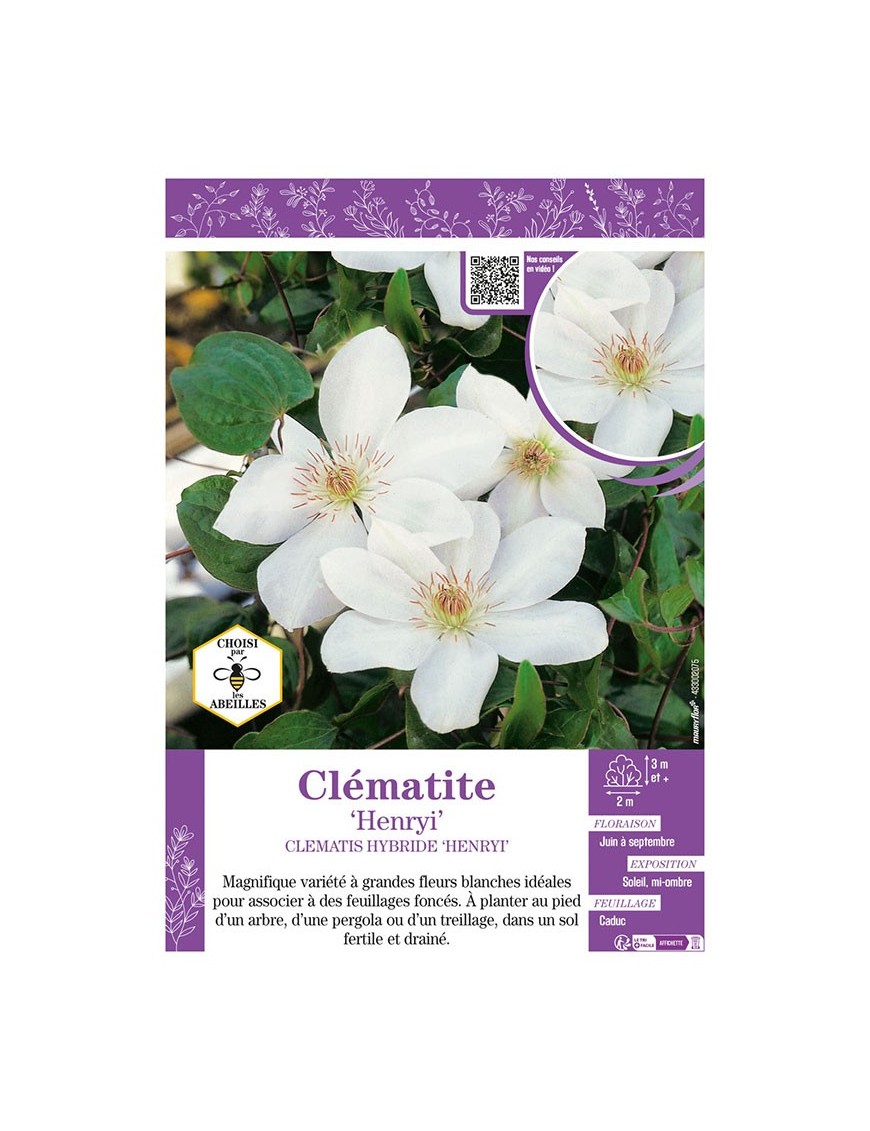 CLÉMATITE HENRYI