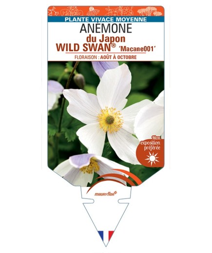 ANEMONE WILD SWAN® Macane001 voir Anémone du Japon