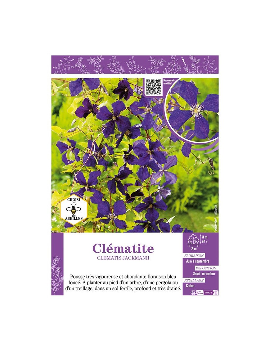 CLÉMATITE JACKMANII