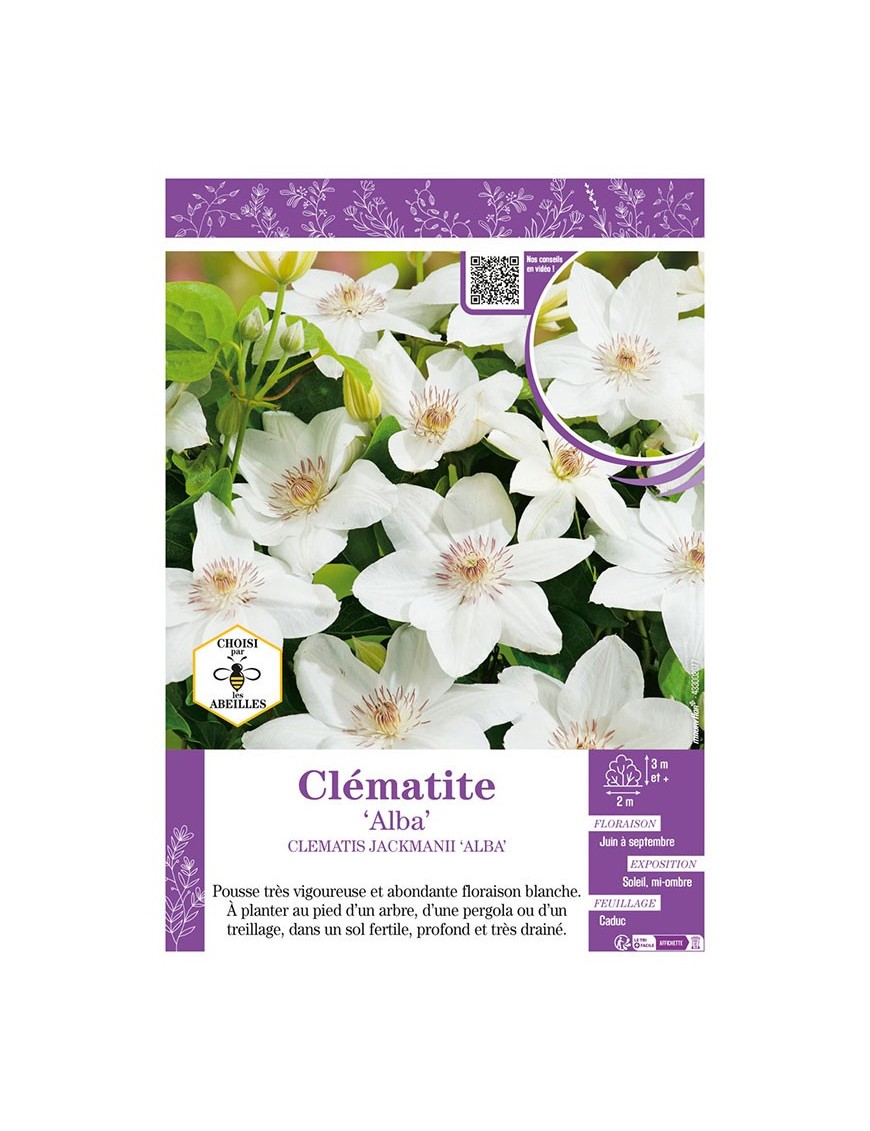 CLÉMATITE JACKMANII ALBA