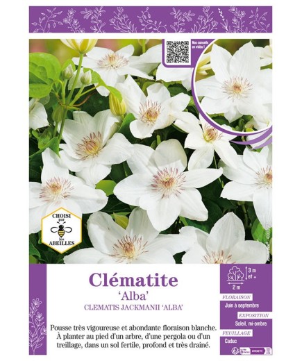 CLÉMATITE JACKMANII ALBA