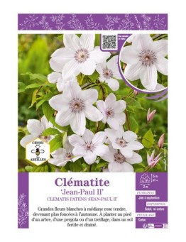 CLÉMATITE JEAN-PAUL II