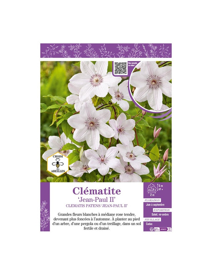 CLÉMATITE JEAN-PAUL II