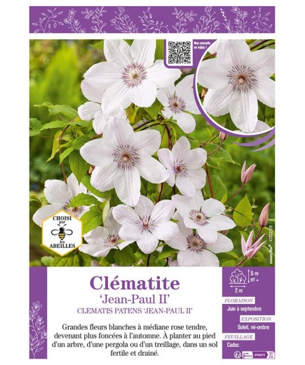 CLÉMATITE JEAN-PAUL II